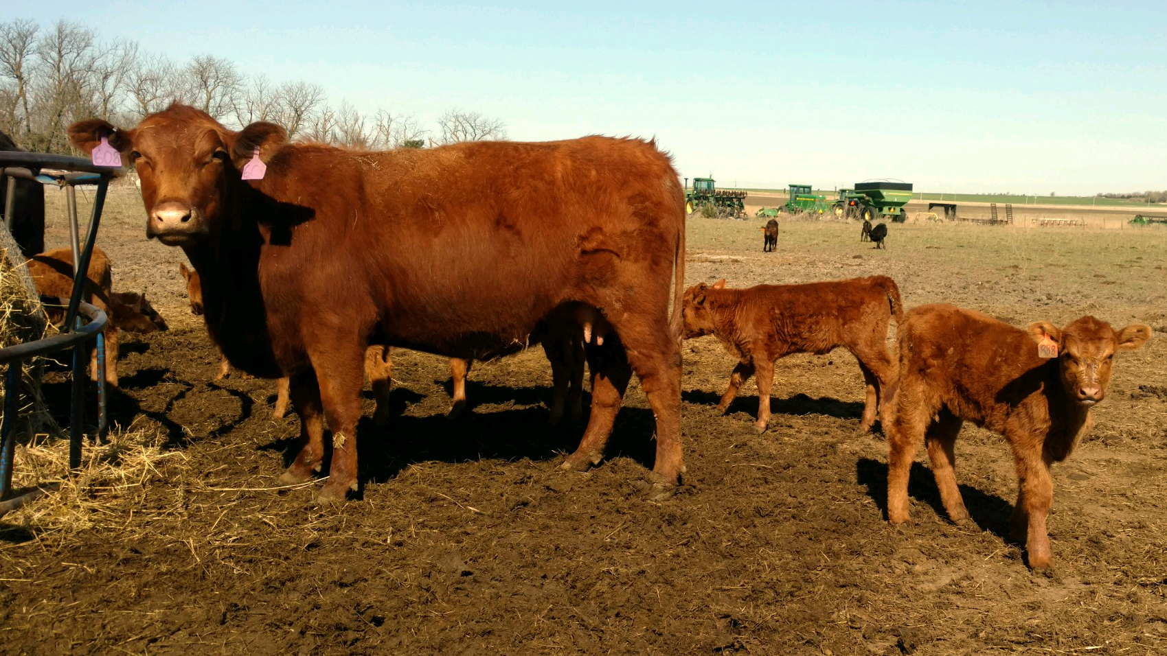 Early Consignments & Future Sales